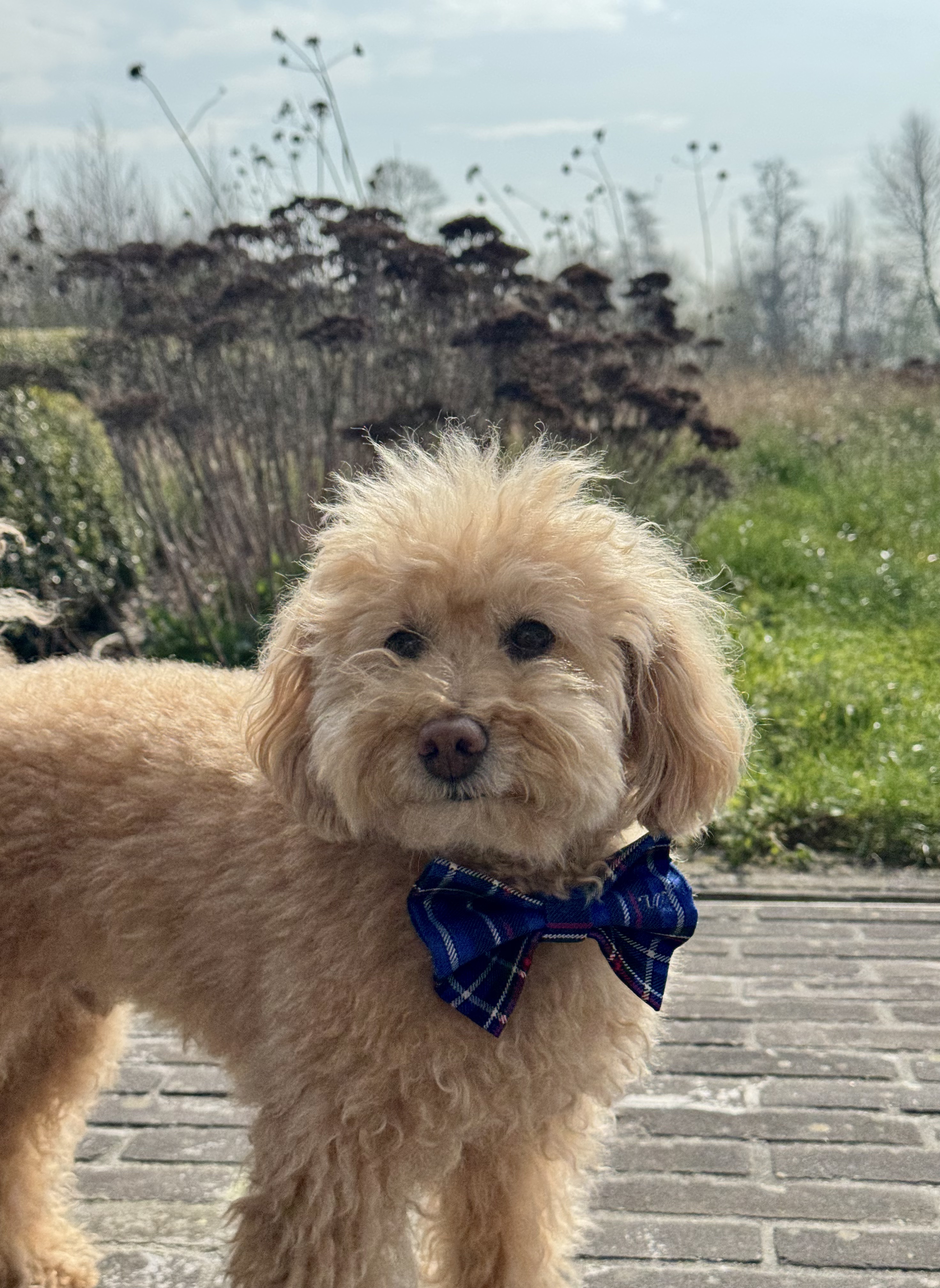 Wilson the dog